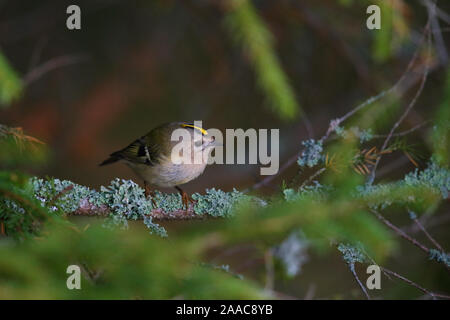 Goldcrest (Regulus regulus) in breeding season, spring, Europe. Stock Photo