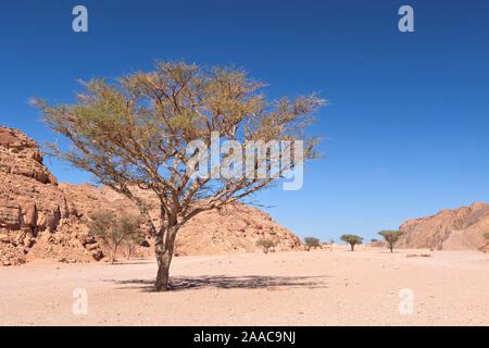 Acacia tree in a wadi in the Sinai desert near Dahab, Egypt Stock Photo