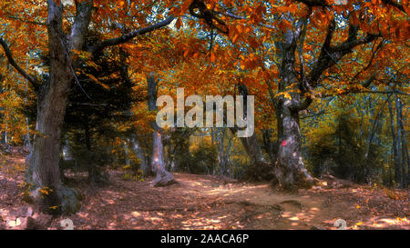 Magical Autumn forest with path and fantastic glow, fairytale landscape Stock Photo