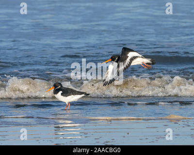 Oystercatchers Haematopus ostralegus in flight over the shoreline Norfolk Winter Stock Photo