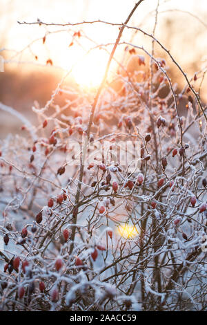 Rosehips covered in snow, frost and ice. Winter landscape Stock Photo