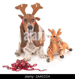 basset hound in front of white background Stock Photo
