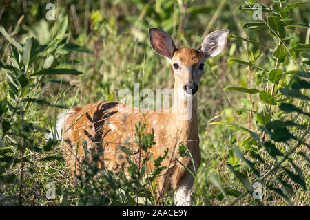 White-tailed-deer (Odocoileus virginianus)  peeking through bushes. Stock Photo