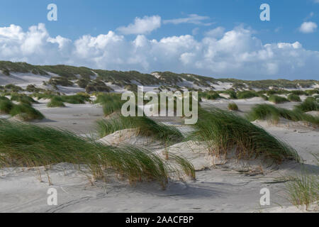 Green colored beach grass in the wind on the sandy beach of the island of Terschelling in the northern Netherlands Stock Photo