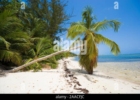 Inclined palm trees on wild coast of Sargasso sea, Punta Cana, Dominican Republic Stock Photo