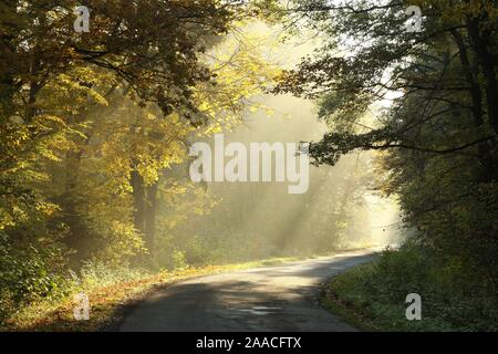 Rural road leading through the misty autumn forest at dawn. Stock Photo