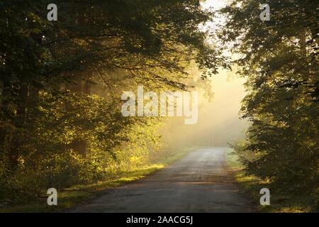 Sunlight entering into the deciduous forest on a misty autumn morning. Stock Photo