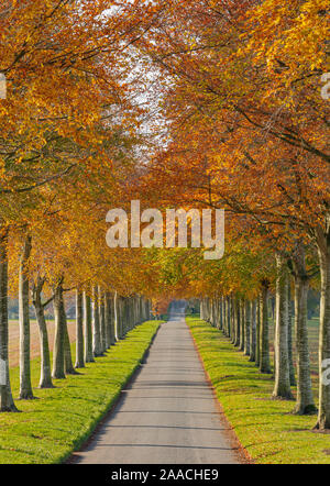 Beech Avenue at Moor Crichel wimborne Dorset Stock Photo