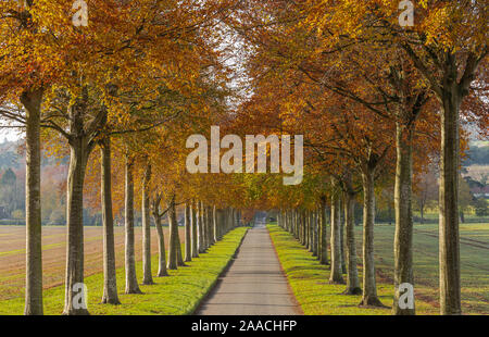 Beech Avenue at Moor Crichel wimborne Dorset Stock Photo