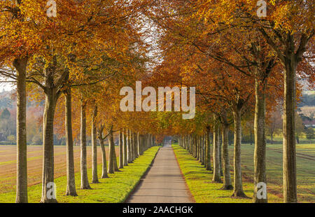 Beech Avenue at Moor Crichel wimborne Dorset Stock Photo