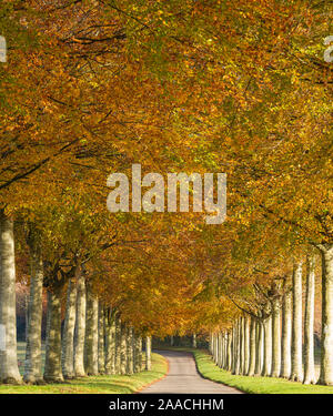 Beech Avenue at Moor Crichel wimborne Dorset Stock Photo