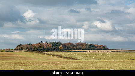 Beech Avenue at Moor Crichel wimborne Dorset Stock Photo