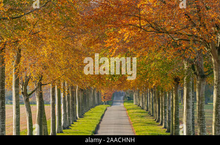 Beech Avenue at Moor Crichel wimborne Dorset Stock Photo