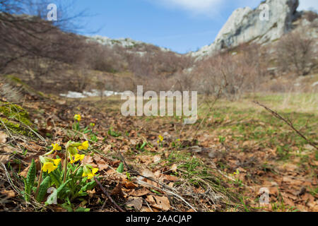 Primula veris, the cowslip, on the Velebit mountain in early spring Stock Photo