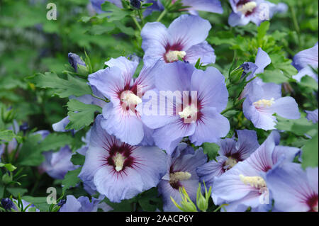 Garten Eibisch Hibiscus Syriacus Hamabo Stock Photo 333424441