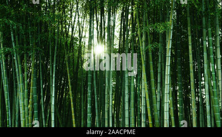 Bamboo forest in the sunlight. Natural ecological material. Spa banner, screensaver, wallpaper Stock Photo