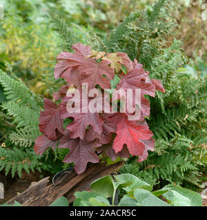 Eichenblatt-Hortensie (Hydrangea quercifolia 'Ruby Slippers') Stock Photo