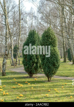 Gewöhnlicher Heide-Wacholder (Juniperus communis) Stock Photo