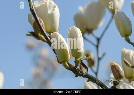 Yulan-Magnolie (Magnolia denudata) Stock Photo