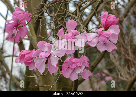 Magnolie (Magnolia sprengeri var. diva) Stock Photo