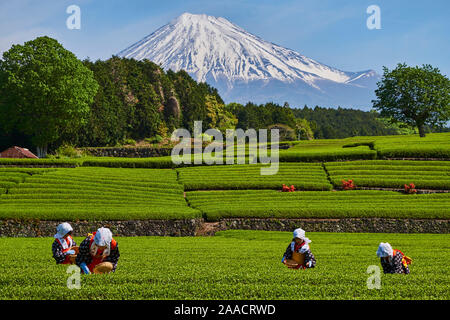 Japan, Honshu, Shizuoka, tea harvest at the feet of Mount Fuji Stock Photo