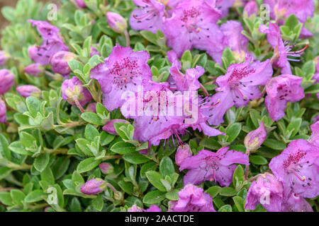 Rhododendron (Rhododendron calostrotum subsp. keleticum) Stock Photo