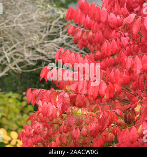 Flügel-Spindelstrauch (Euonymus alatus 'Compactus') Stock Photo