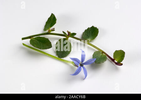 Blue Star Creeper, Swamp Isotoma / (Isotoma fluviatilis) | Gaudich / (Isotoma fluviatilis) / Stock Photo