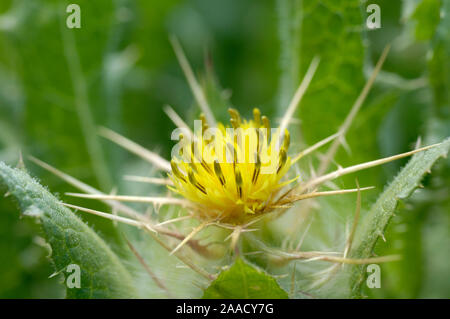 Blessed Thistle, Holy Thistle, Saint Benedict thistle, spotted thistle, cardin, bitter thistle, blessed cardus, blessed thistle / (Cnicus benedictus ) Stock Photo