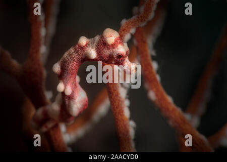 Denise's pygmy seahorse (Hippocampus denise). Underwater macro photography from Romblon, Philippines Stock Photo