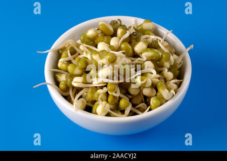 Mung bean sprouts / (Vigna radiata, Vigna mungo, Phaseolus mungo, Phaseolus radiatus) | Mungobohnen, Jerusalembohnen / Keimlinge, Sprossen