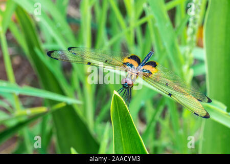 Yellow-Striped flutterer, know as Rhyothemis phyllis is a species of dragonfly of the family Libellulidae. It's is commonly found in South East Asia c Stock Photo