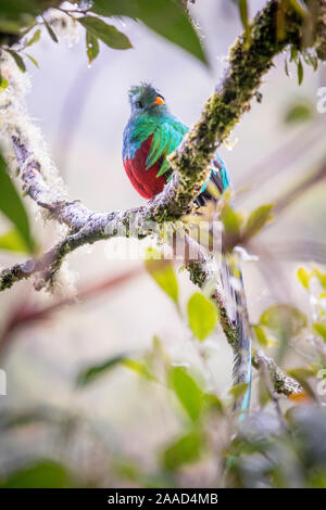 Resplendent quetzal, pharomachrus mocinno. Birds of Costa Rica. San Gerardo de Dota Stock Photo