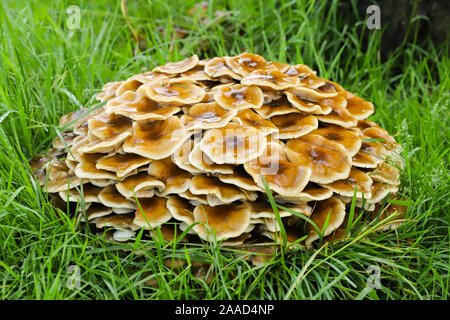 Close up of Honey fungus (Armillaria mellea) growing in the grass next to a dead tree in the autumn in Cardiff, Wales, UK Stock Photo