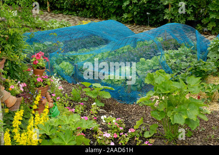 Bed of strawberries | Beet mit Erdbeeren und Schutznetz Stock Photo