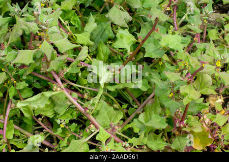 New Zealand spinach / (Tetragonia tetragonioides) | Neuseelaender Spinat / (Tetragonia tetragonioides) / Neuseeländer Spinat Stock Photo
