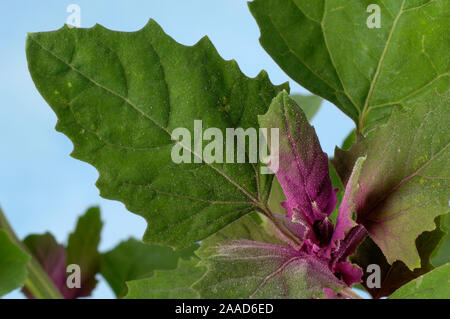 Tree Spinach / (Chenopodium giganteum) | Baumspinat / (Chenopodium giganteum) / Stock Photo