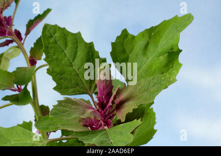 Tree Spinach / (Chenopodium giganteum) | Baumspinat / (Chenopodium giganteum) / Stock Photo