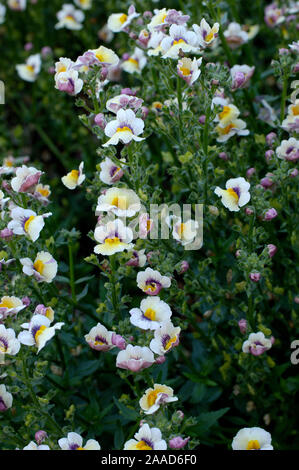 Nemesie 'Sunsatia Mango' / (Nemesia strumosa) | Elfenspiegel, Nemesie 'Sunsatia Mango' / (Nemesia strumosa) / Stock Photo