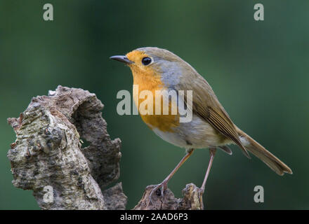 Muscicapidae; Erithacus rubeculka; Rouge-gorge familier; Zweig; sitzt; Robin; Rotkehlchen; Saenger; Voegel; Vogel; Tiere; Tier Stock Photo