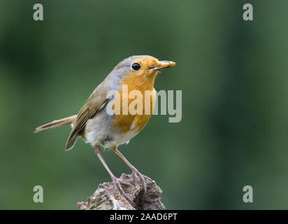 Tier; Tiere; Vogel; Voegel; Saenger; Rotkehlchen; Robin; sitzt; Zweig, Rouge-gorge familier; Erithacus rubeculka; Muscicapidae; Stock Photo