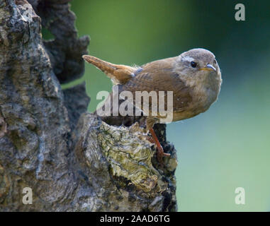 Tier; Tiere; Vogel; Voegel; Zaunkoenig; Saenger; Troglodytes troglodytes; Wren; Troglodyte mignon; Stock Photo