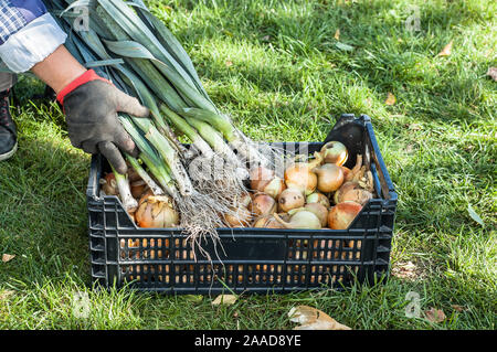 Fresh, organic vegetables - freshly harvested produce in the garden, local farming concept Stock Photo