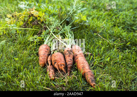 Freshly harvested carrots from local farming, organic vegetable garden with fresh produce, bio food harvest Stock Photo
