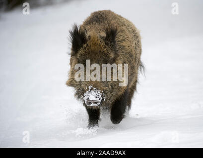 Wildschwein im Winter auf Nahrungssuche, Sus scrofa Stock Photo