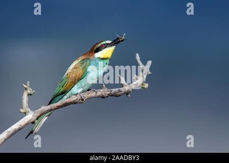 Bienenfresser, Merops apiaster Stock Photo
