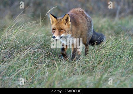 Rotfuchs, Vulpes vulpes, Stock Photo