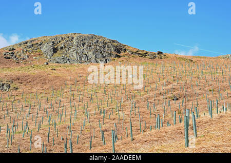 Newly planted trees, Haweswater, Cumbria Stock Photo