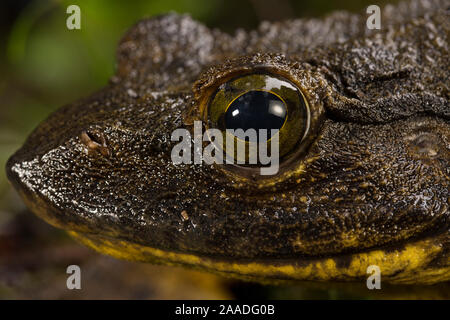Goliath frog (Conraua goliath) portrait, Cameroon. Stock Photo