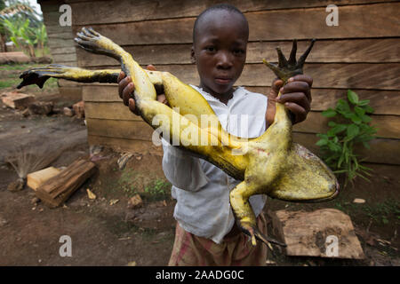 Cameroonian boy with Goliath frog (Conraua goliath) hunted for bushmeat, Cameroon. March 2015. Stock Photo